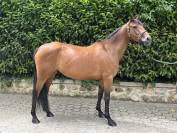 Ponette D 5 ans &agrave; vendre pour p1/elite 