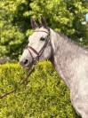 Chic Jument 6 ans - BERLIN X DIAMANT