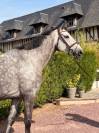 Chic Jument 6 ans - BERLIN X DIAMANT