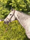 Chic Jument 6 ans - BERLIN X DIAMANT