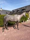 Chic Jument 6 ans - BERLIN X DIAMANT