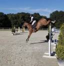 Hongre 8 ans par DAMIRO F pour 140-145