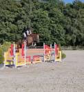 Hongre 8 ans par DAMIRO F pour 140-145