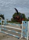 Hongre 8 ans par CICERO Z - 130/135