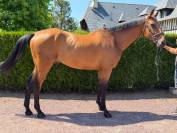 Hongre 6 ans par FALKO DE HUS 