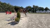 Hongre 6 ans par FALKO DE HUS 