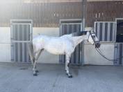Jument de 10 ans Darco X Quick Star