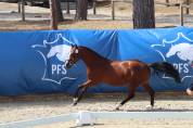 M&acirc;le PFS 2 ans pour valorisation 