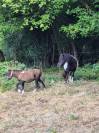 RARE femelle shetland pleine et suit&eacute;e d'une pouliche