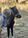 RARE femelle shetland pleine et suit&eacute;e d'une pouliche