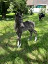 RARE femelle shetland pleine et suit&eacute;e d'une pouliche