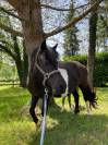 RARE femelle shetland pleine et suit&eacute;e d'une pouliche