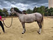 Top poney rans