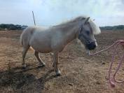 Juments shetlands PP