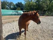Poney retraite