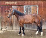 Cheval Franche-Montagne 3 ans d&eacute;bourr&eacute; 