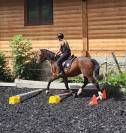 Cheval Franche-Montagne 3 ans d&eacute;bourr&eacute; 