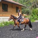 Cheval Franche-Montagne 3 ans d&eacute;bourr&eacute; 