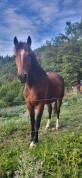 Cheval Franche-Montagne 3 ans d&eacute;bourr&eacute; 