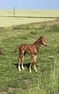 Futur poney de sport polyvalent 
