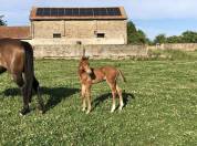 Futur poney de sport polyvalent 