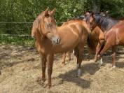 Futur poney de sport polyvalent 