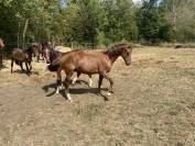 Futur poney de sport polyvalent 