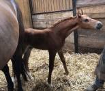 Futur poney de sport polyvalent 