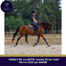 Jolie jument pur-sang 4ans 