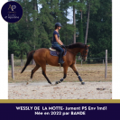 Jolie jument pur-sang 4ans 