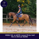 Jolie jument pur-sang 4ans 