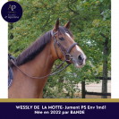 Jolie jument pur-sang 4ans 