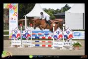 Chevaux &agrave; vendre ( 6 / 7 ans )
