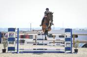 Chevaux &agrave; vendre ( 6 / 7 ans )