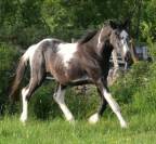 Poulain m&acirc;le 2 ans pie noir par Grafenstolz