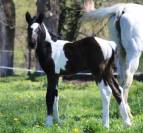Poulain m&acirc;le 2 ans pie noir par Grafenstolz