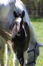 Poulain m&acirc;le 2 ans pie noir par Grafenstolz