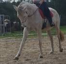 Cours d&rsquo;&eacute;quitation &eacute;thologique et classique 