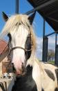 Cours d&rsquo;&eacute;quitation &eacute;thologique et classique 