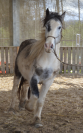 Cours d&rsquo;&eacute;quitation &eacute;thologique et classique 