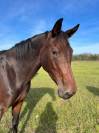 Jument 7 ans CCE, CSO, dressage