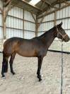 Jument 7 ans CCE, CSO, dressage