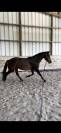 Jument 7 ans CCE, CSO, dressage