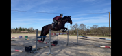 Jument 7 ans CCE, CSO, dressage