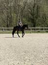 PETIT CHEVAL ANGLO ARABE HONGRE POUR CSO CCE 