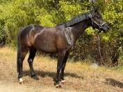 PETIT CHEVAL ANGLO ARABE HONGRE POUR CSO CCE 