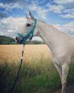 Top Poulini&egrave;re dressage 