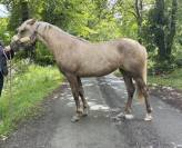Pouliche Poney fran&ccedil;ais de selle Palomino 