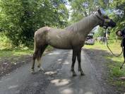 Pouliche Poney fran&ccedil;ais de selle Palomino 