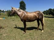 Pouliche Poney fran&ccedil;ais de selle Palomino 